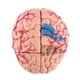 thumbnail image 4 of Health Gear Modelo de cerebro humano, modelo médico anatómico cerebral con arterias para el estudio de la ciencia en el aula de la exhibición del modelo médico de ense?anza Ecomeon no, 4 of 4