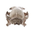 thumbnail image 4 of Esquirla Modèle de Crâne de Chat Réaliste, Artisanat Tête de Squelette d'Animal en Résine, Archéologie, 4 of 8