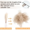 thumbnail image 4 of Pakyozj Dried Pampas Grass Decor, 128PCS Pampas Grass with Bunny Tails Dried Flowers, Reed Grass Bouquet for Wedding, Boho Flowers, Home Table Decor, Rustic Farmhouse Party, 4 of 5