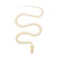 thumbnail image 1 of Real Snake Bone Specimen Authentic Reptile Skeleton for Decor Educational Art Piece 12.5 Inches Beige, 1 of 9