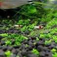 thumbnail image 4 of Aquarium Ornament Plant Seeds Fish Tank Landscape Decoration Water Grass Seed Easy To Grow, 4 of 4