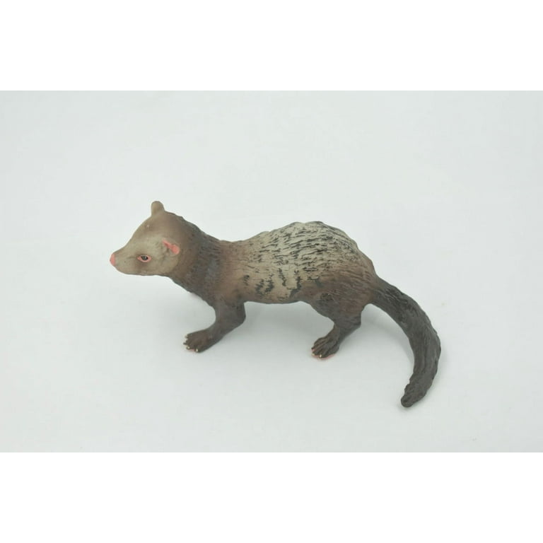 Ferret, Domesticated Weasel, Brown, Mustelidae, Museum Quality
