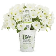 Proven Winners 1.56PT Petunia Sprtna Snowdrift