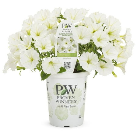 Proven Winners 1.56PT Petunia Sprtna Snowdrift