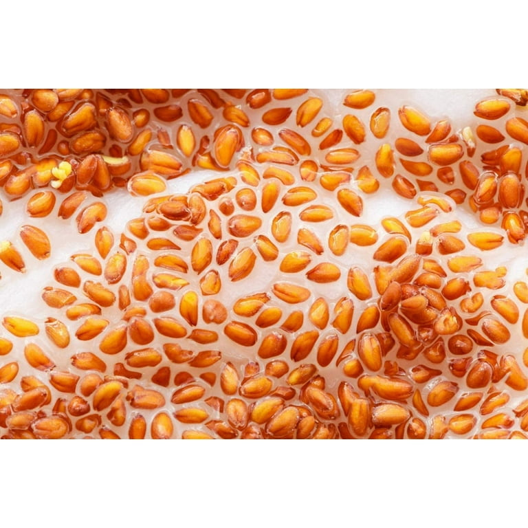 Hemani 100% Pure Garden Cress Seeds - Lepidium sativum - Halim Aliv -  Rashad Seed - 400g (14oz) -   - Walmart.com