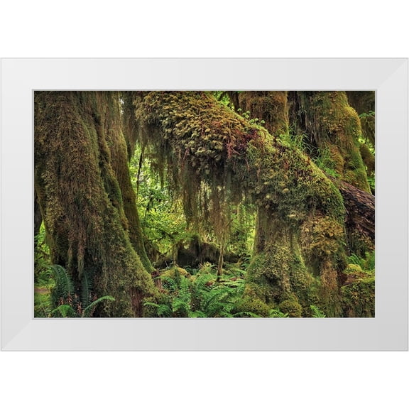 Jones, Adam 14x11 White Modern Wood Framed Museum Art Print Titled - Big Leaf Maple tree draped with Club Moss-Hoh Rainforest-Olympic National Park-Washington State