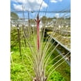 thumbnail image 4 of ragnaroc Air Plants - Tillandsia Juncea, Jumbo 8-12" - 10ct - Live Arrival Gauranteed - House Plants for Home Decor & Gift, 4 of 6