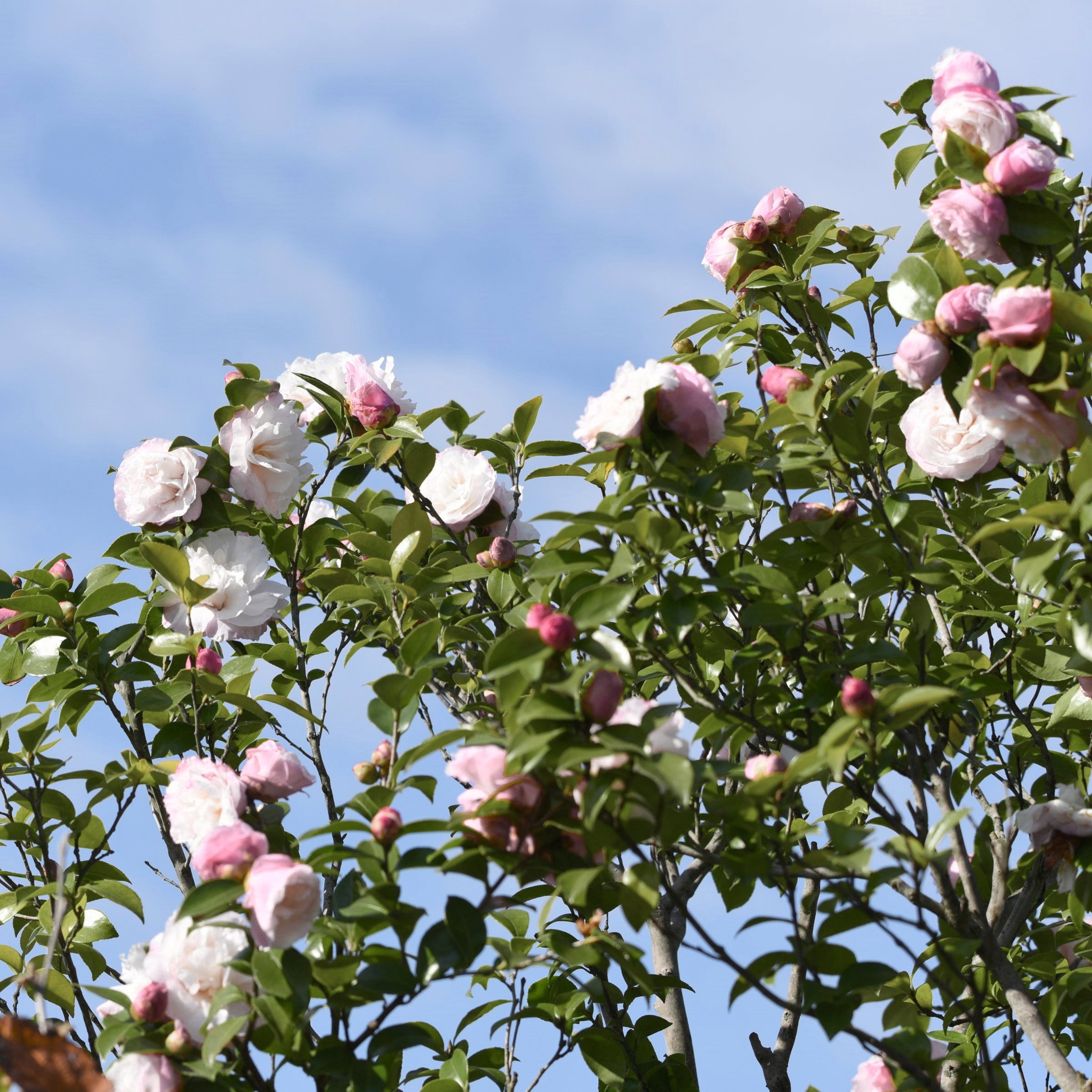 National Plant Network 3 gal. Camellia Sasanqua Asakura Shrub