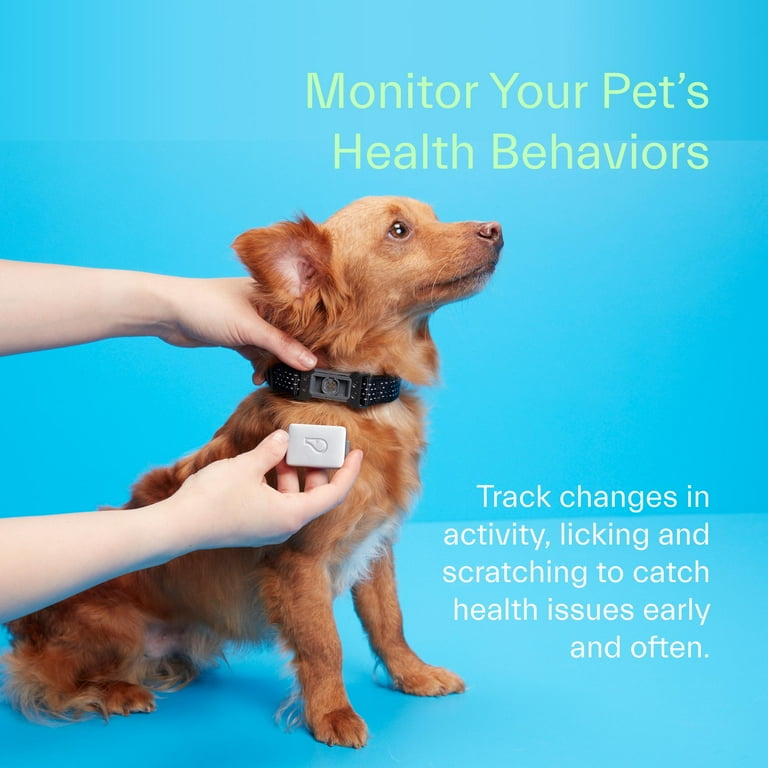 Smart collar for dogs monitors activity, providing clues to health and  wellness