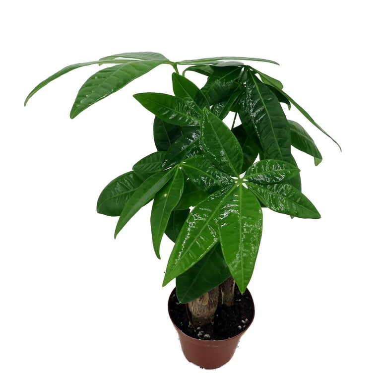 brande philodendron Philodendron Brandi main image 0