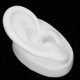 thumbnail image 4 of Modèle d'oreille artificielle en silicone pour prothèses tives (oreille droite), 4 of 4