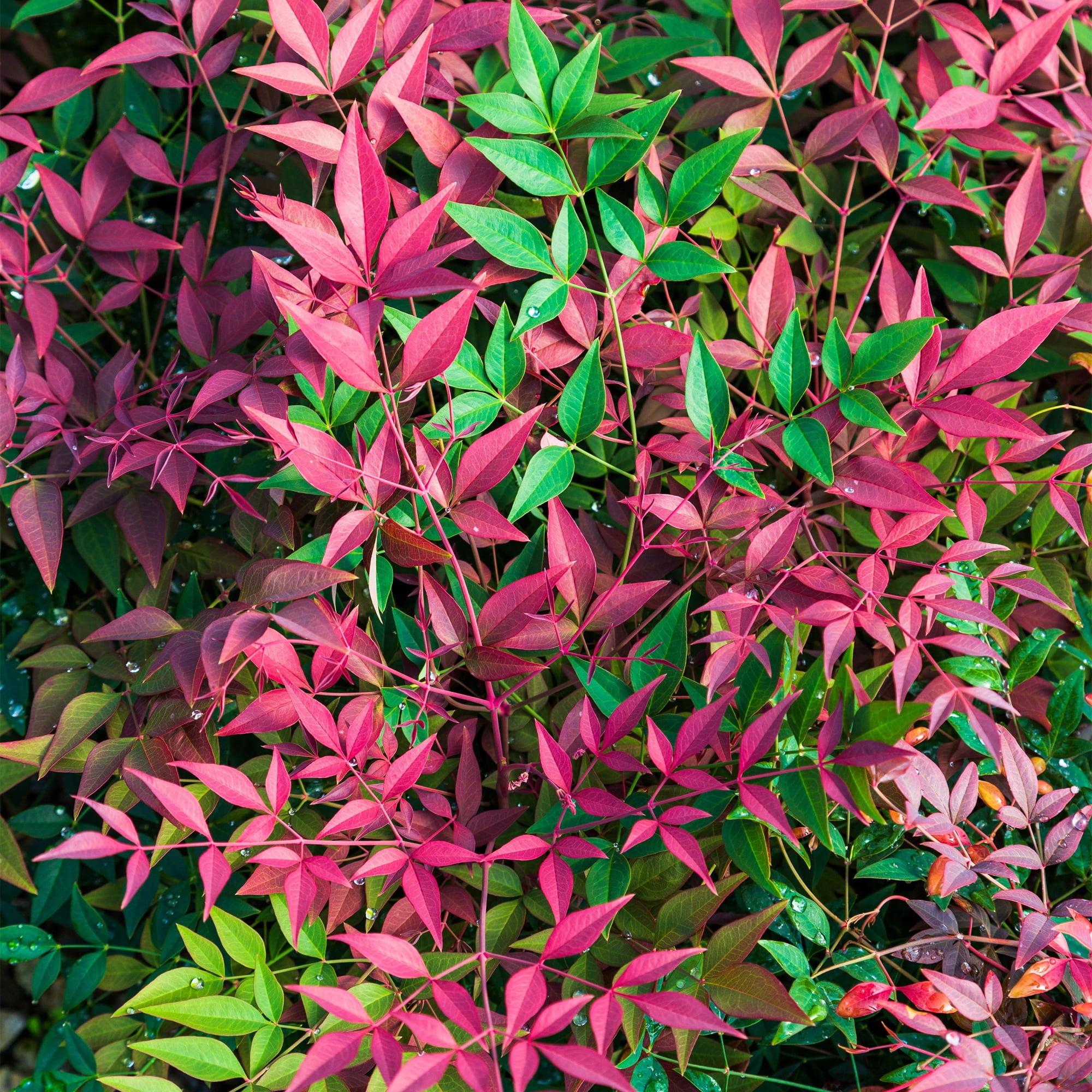 Southern Living Nandina Obsession Live Shrub in 2-Gallon Grower Pot