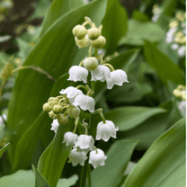 5 Lily of the Valley Live Plant, Bare Roots, Dormant Tree, Fragrant White Flowers, Outdoor Planting