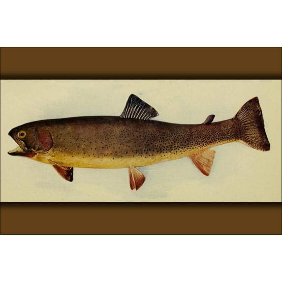 24"x36" Gallery Poster, Oncorhynchus clarkii bouvieri (Yellowstone cutthroat trout)1904