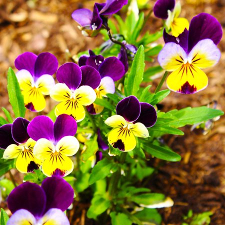 Johnny Jump Up, Helen Mount Seeds