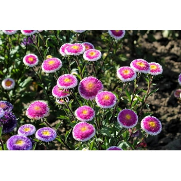 50 HI No MARU ASTER Double Red & White Callistephus Pompon Flower Seeds