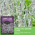 thumbnail image 3 of 2 Packs Lamb's Ear Seeds - Drought Tolerant Wooly Betony - Non-GMO Heirloom Perennial Shade Tolerant, 3 of 7