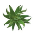 thumbnail image 4 of Mainstays 6.5" Artificial Green-Striped Agave Succulent Pick, 4 of 5