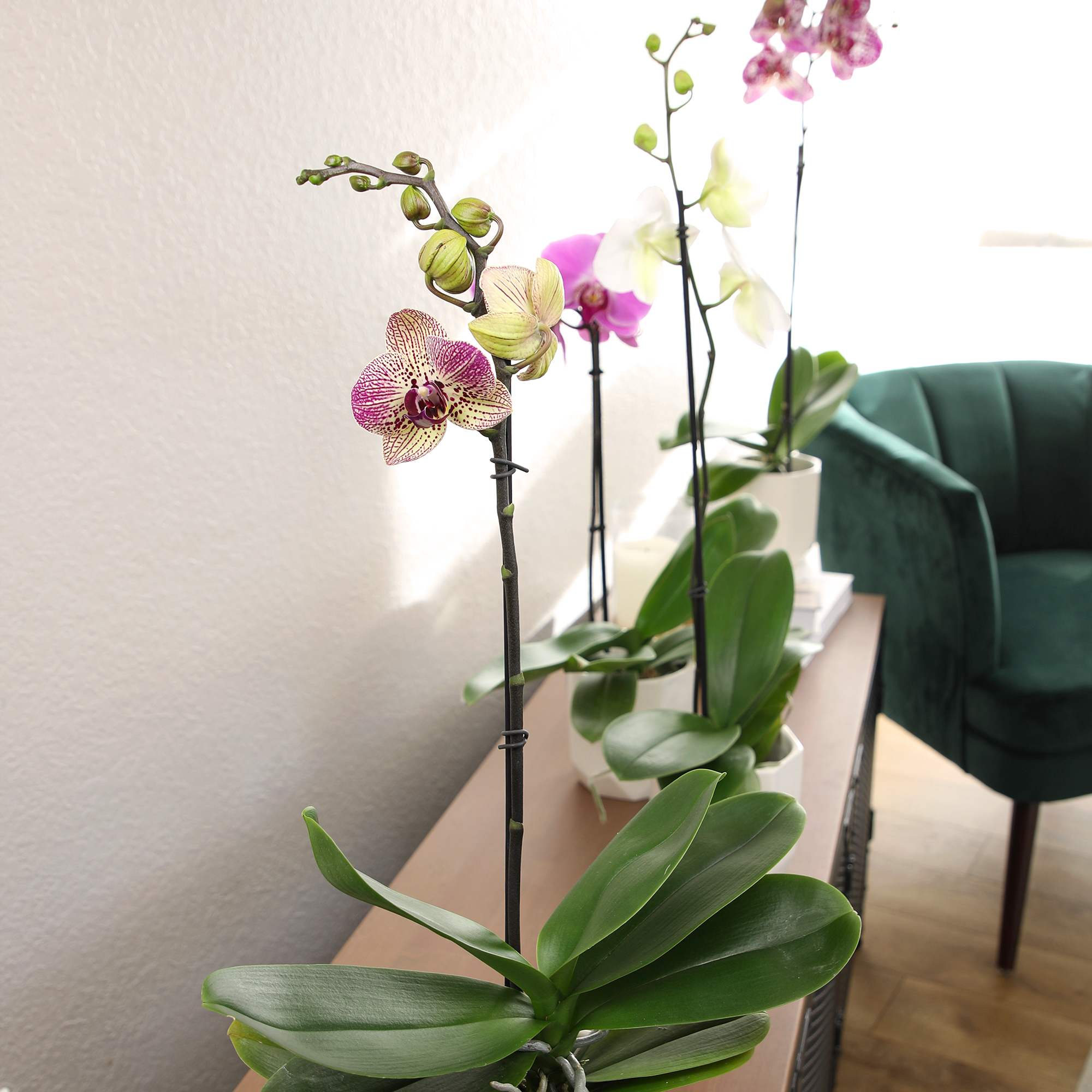 Element by Altman Plants 18-30" Novelty Orchid - White Pot - Pet Safe - Fun Live Plant - Partial Sun