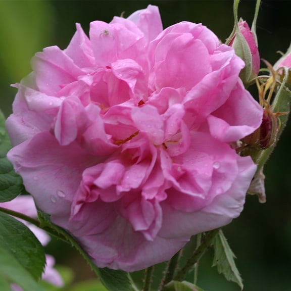 Heirloom Roses Pink Rose Plant - Autumn Damask Damasks Roses - Flowers For Garden