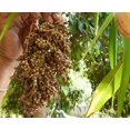 thumbnail image 3 of 50 TOP 76-6 SORGHUM Bicolor Syrup Flour Grain Vegetable Seeds, 3 of 3