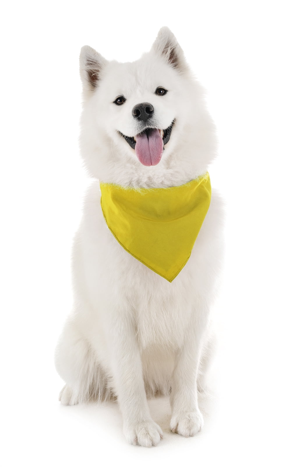 dog bandanas pets at home