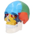 thumbnail image 2 of Life Size Skull Model,Skull Model Life Size Color Skull Model Human Colored Skull Model Exceptional Reliability, 2 of 14