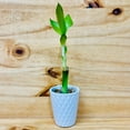 thumbnail image 2 of 4\u201d Live Lucky Bamboo Plant in White Ceramic Vase 10, 2 of 7