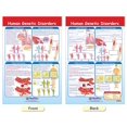 thumbnail image 5 of Conjunto de gráficos en tablón de anuncios NewPath Learning Genetics x4, 5 of 5