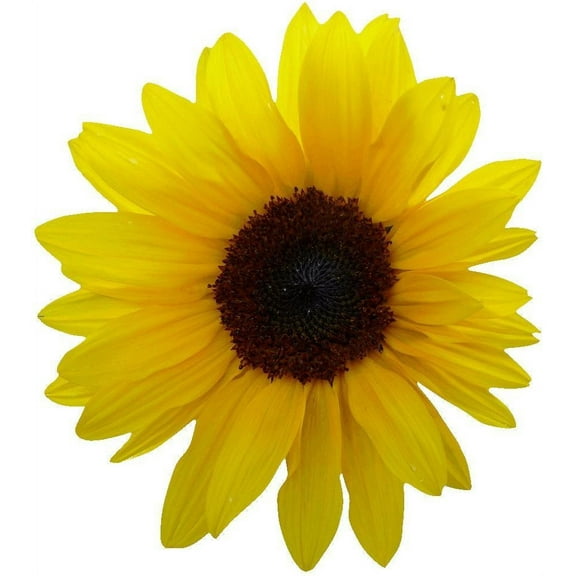 Hollis Yellow Sunflower Wall Decal Cutout
