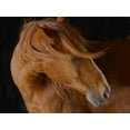 thumbnail image 2 of Linden, Sally 24x19 Gold Ornate Wood Framed with Double Matting Museum Art Print Titled - Beautiful Mane, 2 of 4