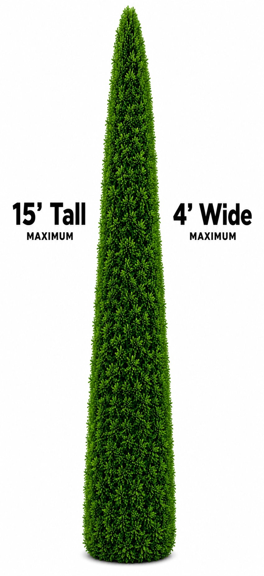 Thuja Smaragd Emerald Green Arborvitae Evergreen Live Shrub in 7-Gallon Grower Pot