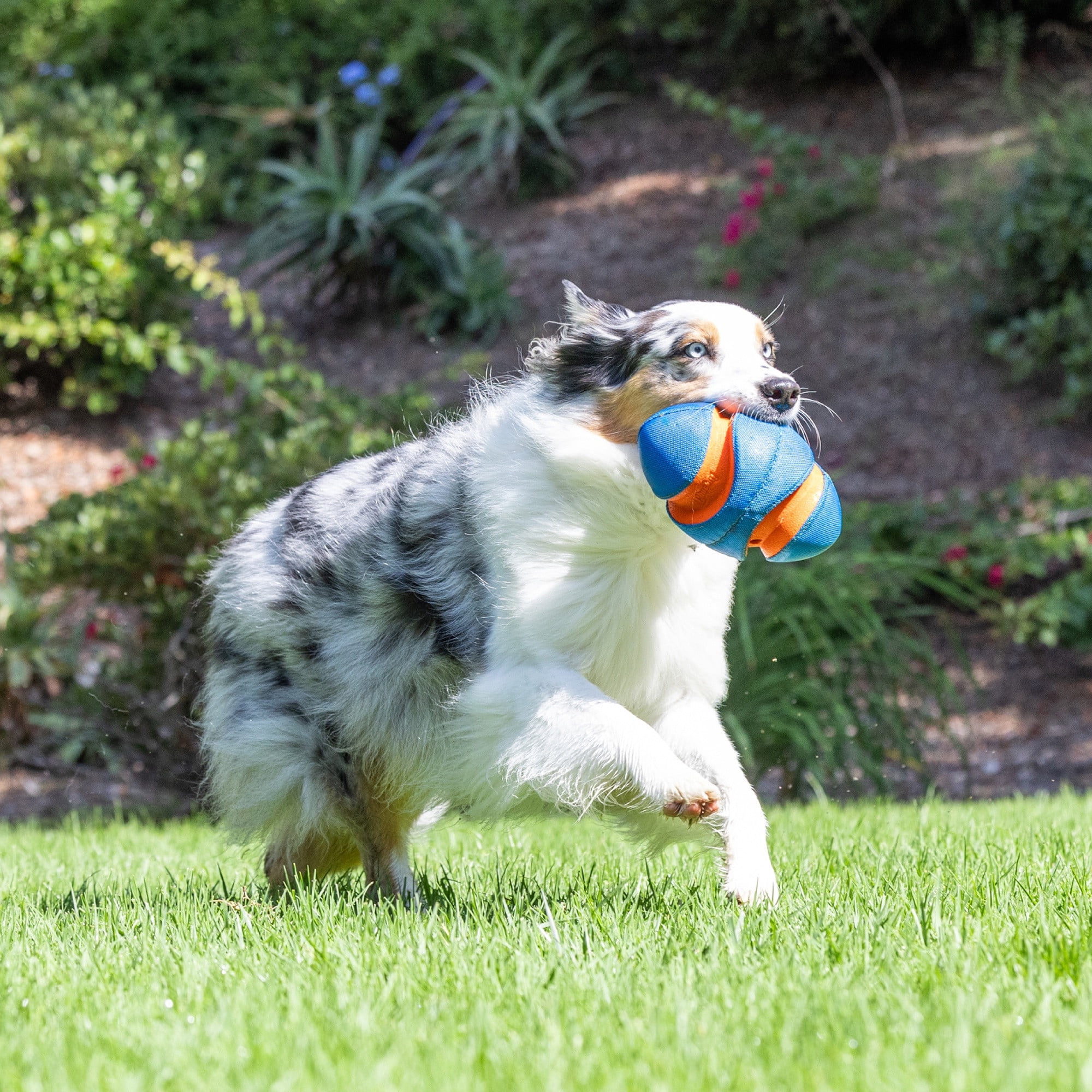 Chuckit! Giggle Fumble Fetch Dog Ball Fetch Football Toy for Dogs with Bitezones, 7.9" L for Small Pets up to 30 lbs, Pack of 1