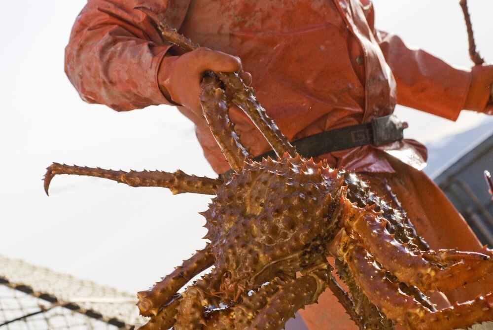 Crab Fisherman Carries A Brown Crab To The Hold Of The F/V Anne