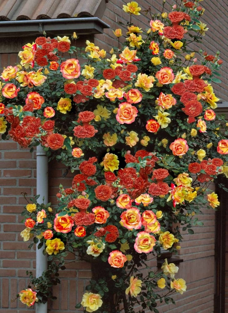 Biblical Joseph's Coat Climbing Rose Very Hardy 4" Pot