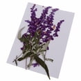 thumbnail image 1 of Flores moradas prensadas Zulema para manualidades DIY, 1 of 8