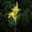 W, variant on Lily Of The Valley Solar Flower Lights - 1pc Mother's Day Outdoor Garden Decorations for Patio, Yard, Landscape, Pathway, and Lawn