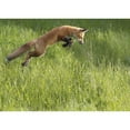 thumbnail image 2 of Posterazzi DPI12271384LARGE Fox Jumping in A Grass Field - Montreal Quebec Canada Poster Print - 36 x 26 in. - Large, 2 of 4