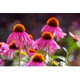 thumbnail image 6 of 1000 Bulk BRIGHT STAR CONEFLOWER Echinacea Purpurea Lavender Bright Rose Pink Flower Seeds, 6 of 8