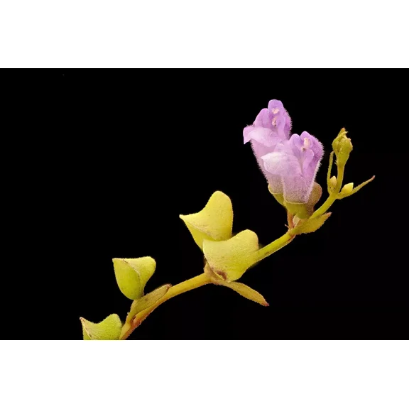 Scutellaria lateriflora seeds - Blue Skullcap - Mad Dog Skullcap - Scullcap