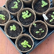 Jiffy Organic Seed Starting Biodegradable Peat Pots - Breathable - 100 Pack, 5 in Diameter
