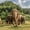 Elephants in Chiang Mai, variant on Elephant Stock Elephant Bath Time Wall Art - Horizontal Canvas Wall Art - Living Room Wall Decor - Animal Canvas - Gray And Blue Decor - 12" x 8"