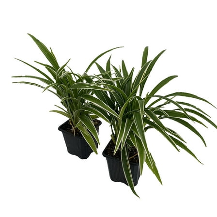 Irish Spider Plant - Cleans the Air - 2 Pack 3" Pots - Cream and Green