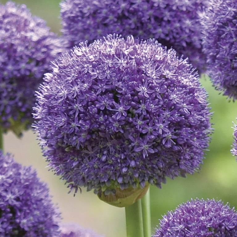 ［新品］SLOTHREAT Allium Allium – Summer Beauty – Up North Garden