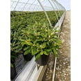 thumbnail image 6 of Yaku Prince Rhododendron, 6 of 6