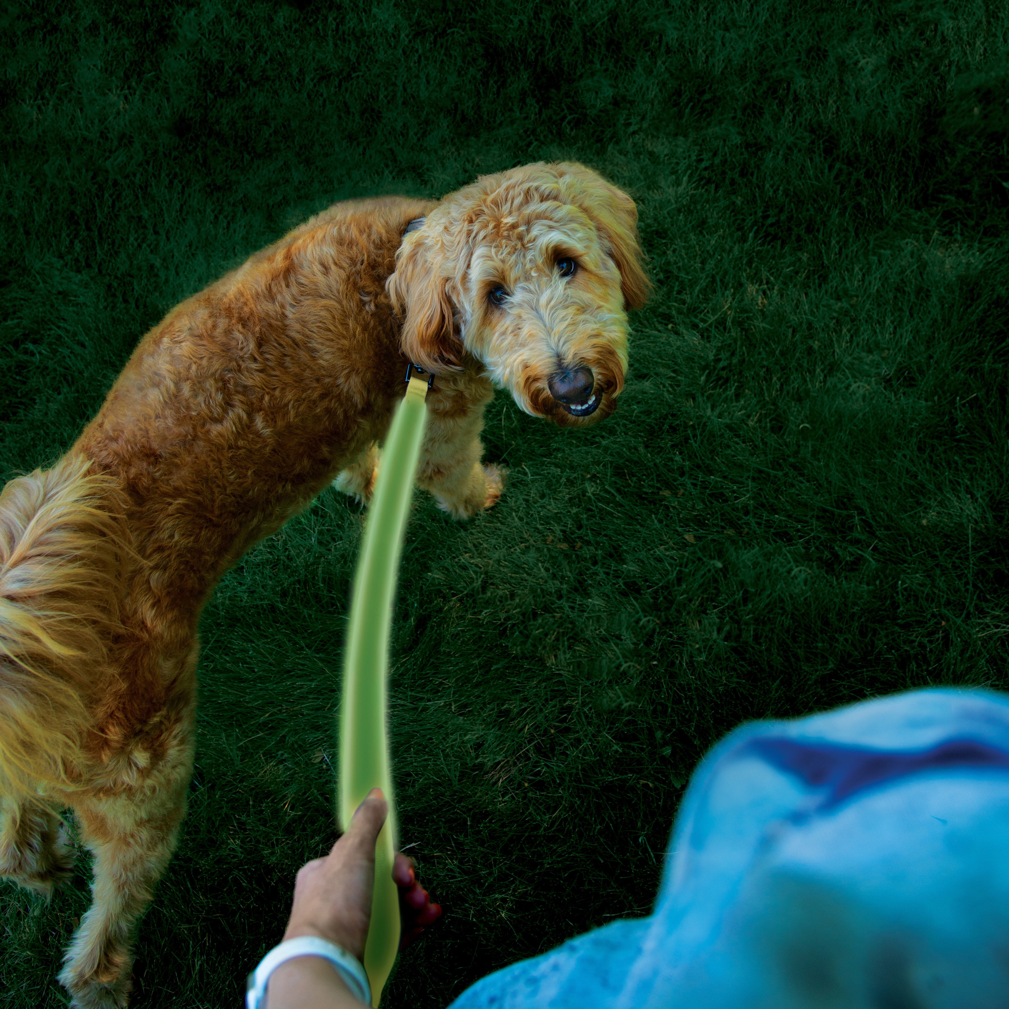 Nite Ize Rechargeable LED Leash Lime Green