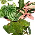 thumbnail image 3 of BubbleBlooms Indoor Foliage Assortment, 4 inch Set of 3, Best-Sellers Most Popular House Plant Variety, 3 of 9