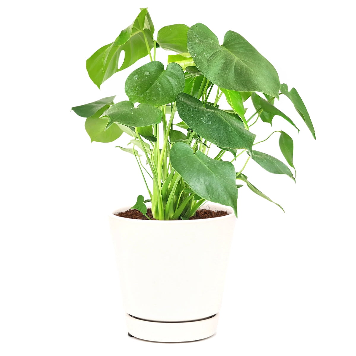 Monstera deliciosa Swiss Cheese (6" Minimalist Pot) Air purifying