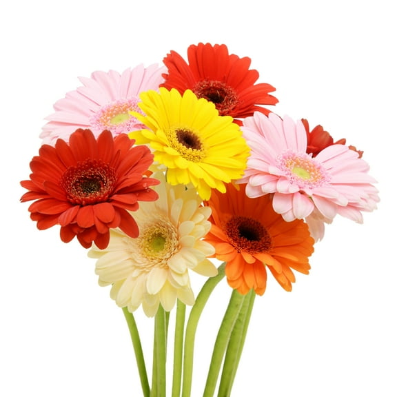 Assorted Colors Gerberas 50 cm - Fresh Cut - 100 Stems