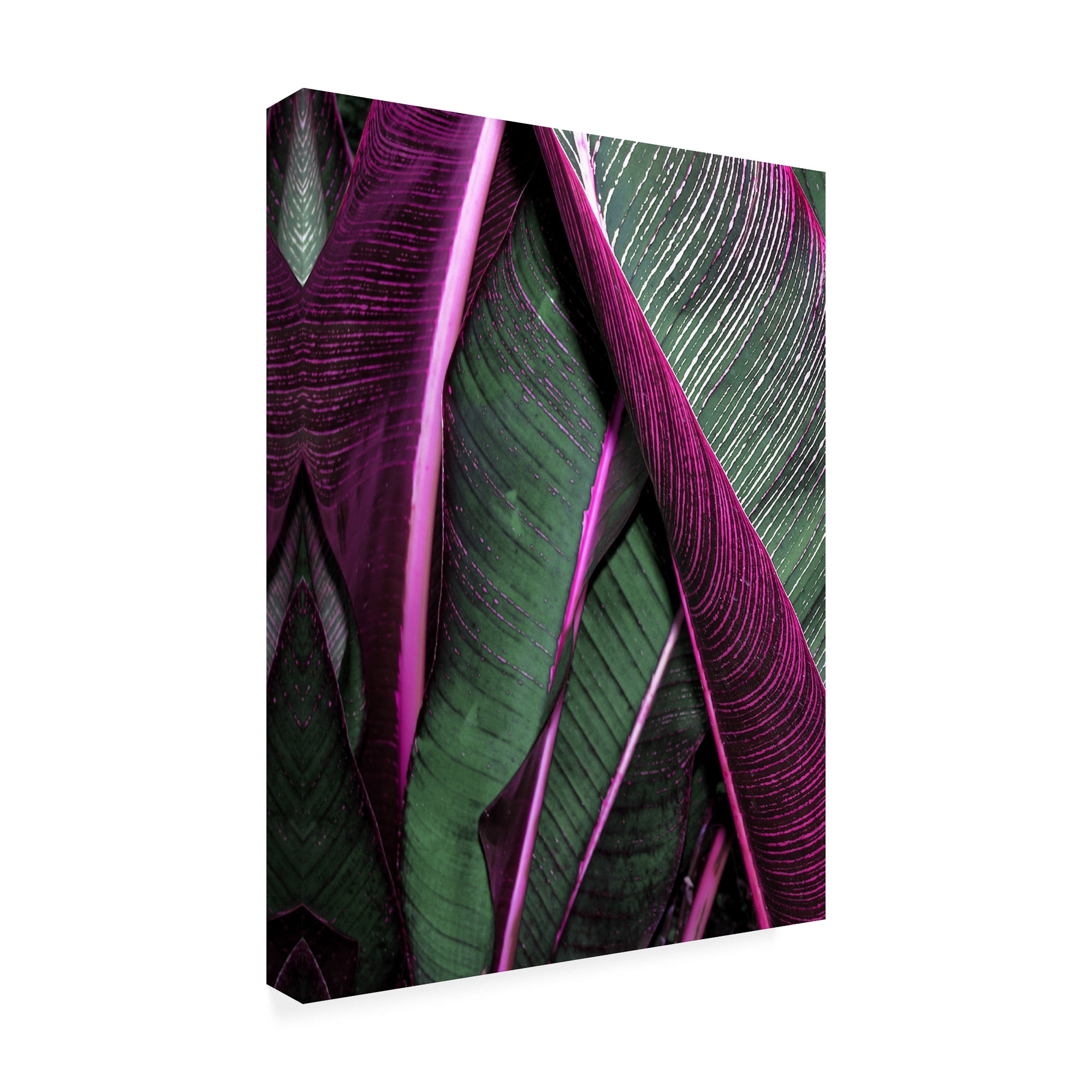 Trademark Fine Art 'Close up VII' Canvas Art by Incado